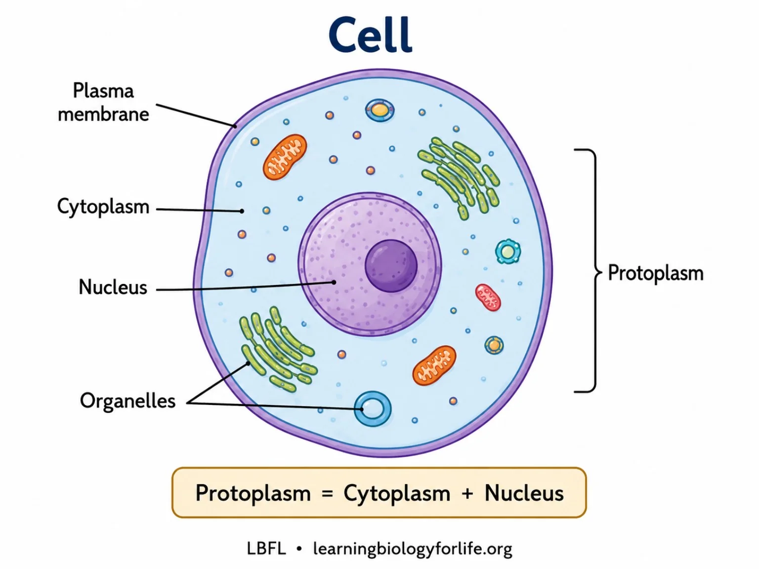 Labelled cell diagram showing plasma membrane, cytoplasm, nucleus, organelles and protoplasm.