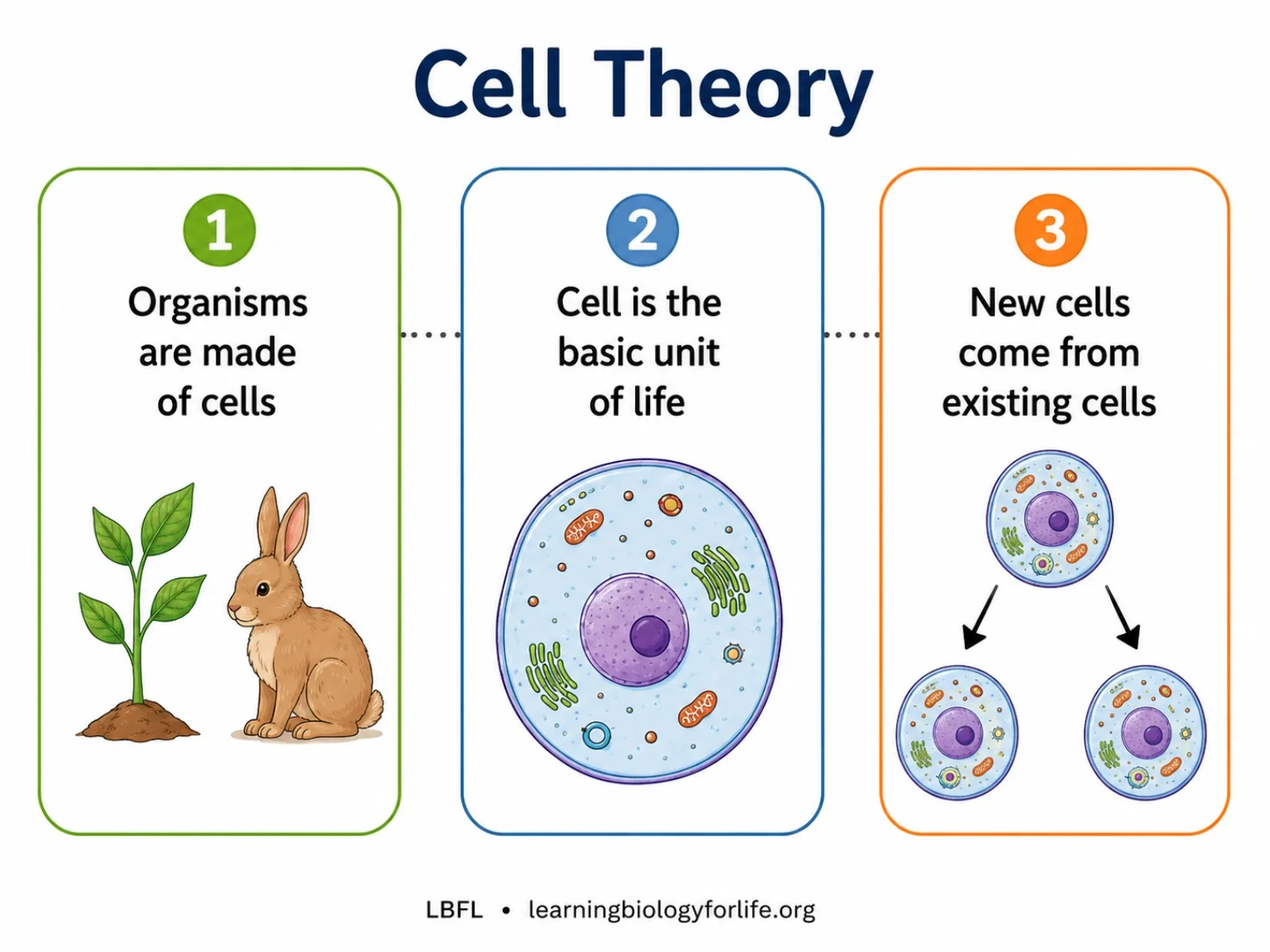 Three points of cell theory: organisms are made of cells, cell is the basic unit of life, new cells come from existing cells.