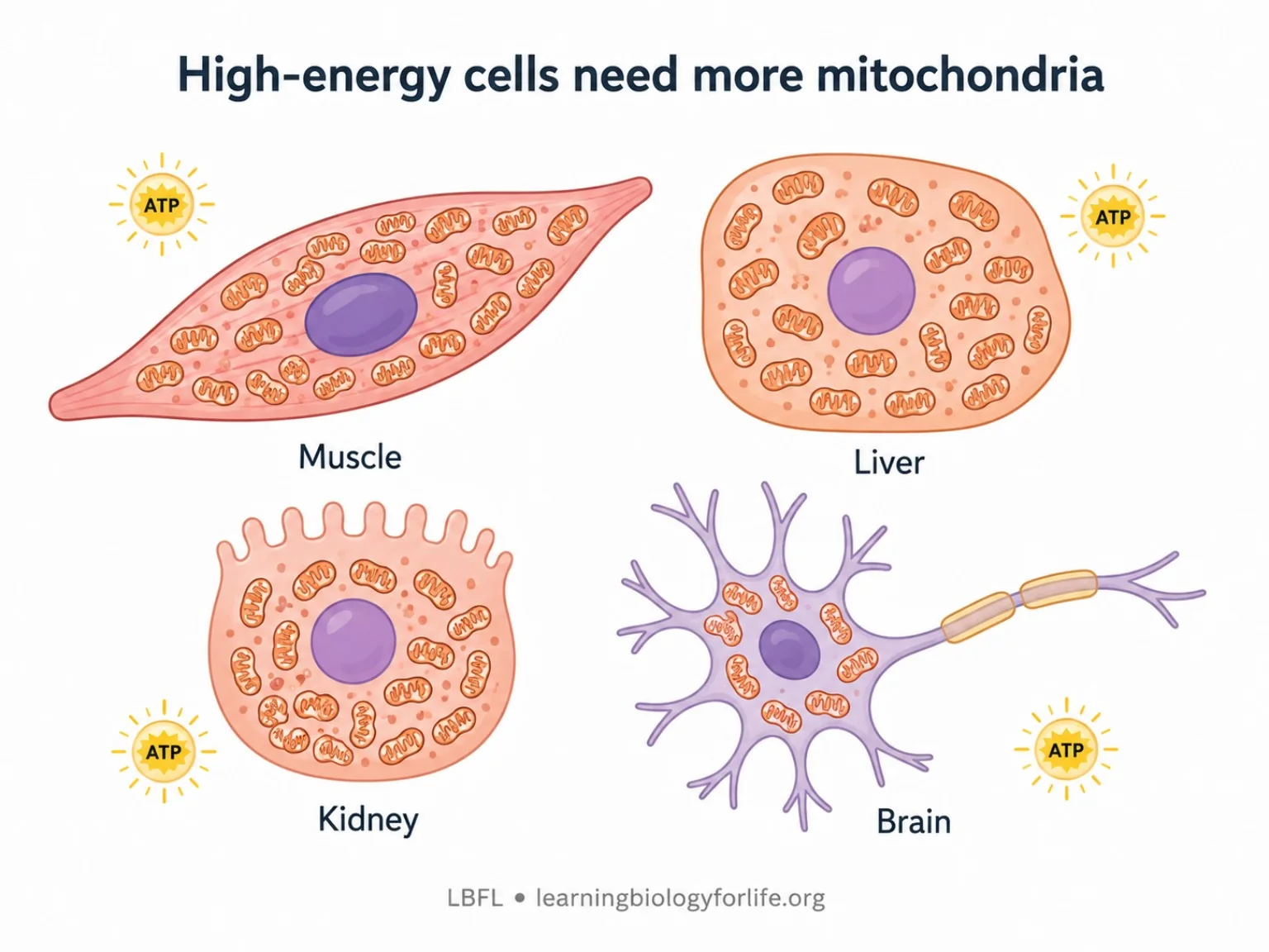 Diagram showing muscle, liver, kidney and brain cells as examples of cells with many mitochondria.