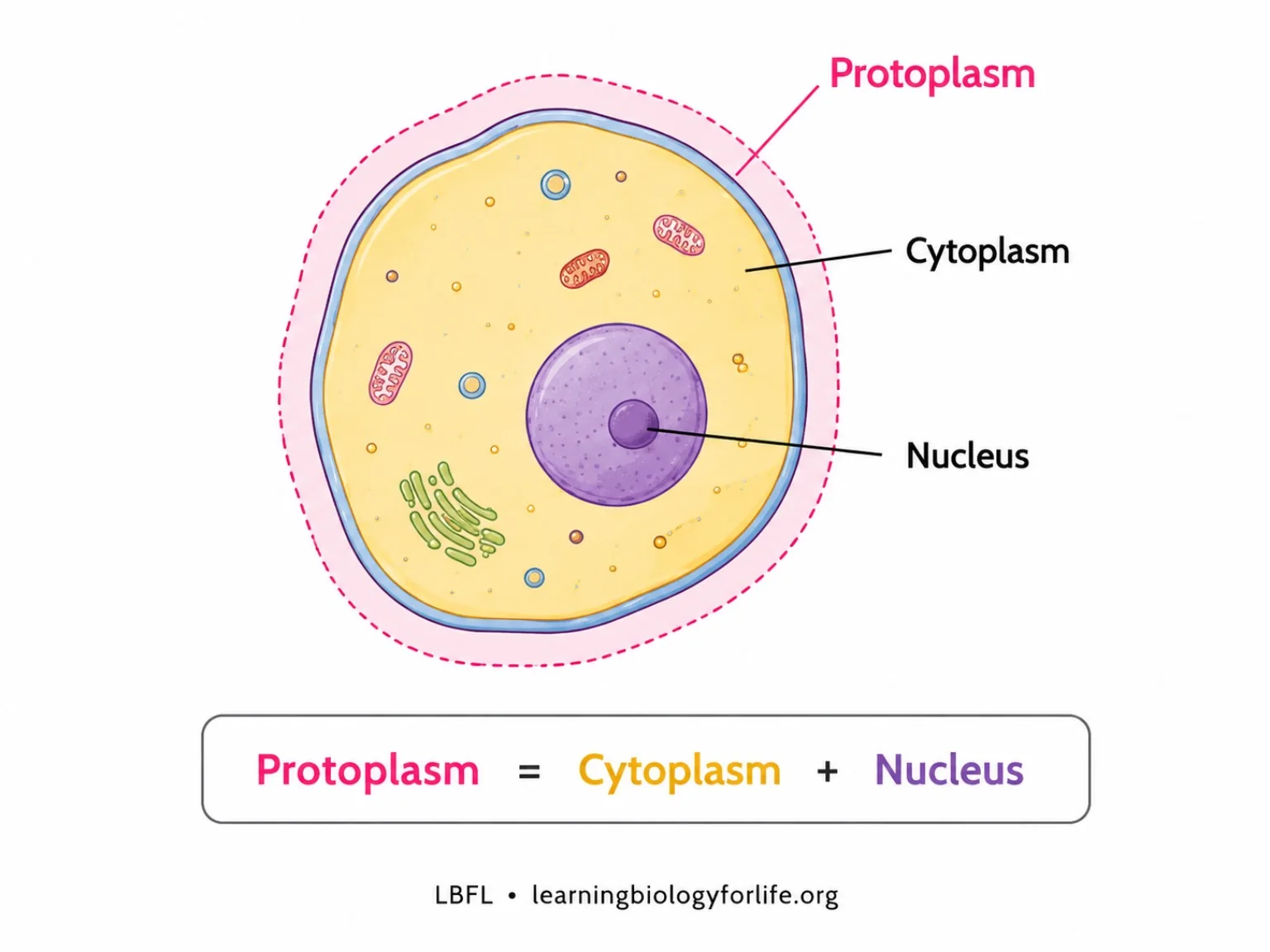 Diagram showing protoplasm equals cytoplasm plus nucleus.